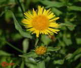 Inula britannica