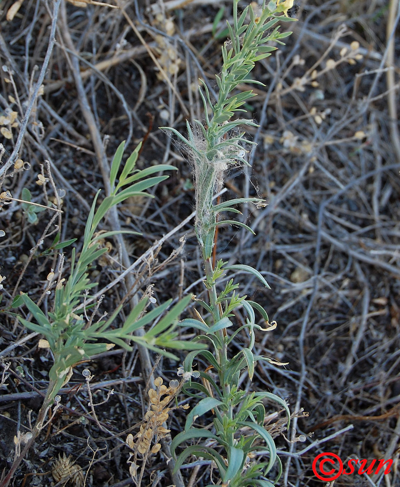 Image of Linaria vulgaris specimen.