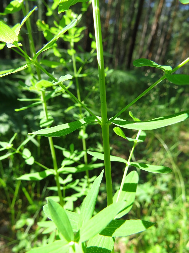 Image of Hypericum perforatum specimen.