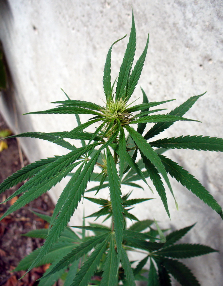 Image of Cannabis sativa var. spontanea specimen.