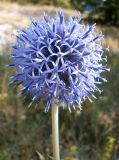 Echinops armatus