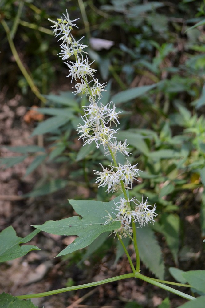 Изображение особи Echinocystis lobata.