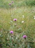 Cirsium heterophyllum