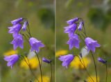 Campanula rotundifolia