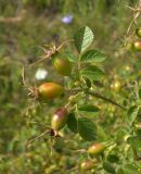 Rosa rubiginosa