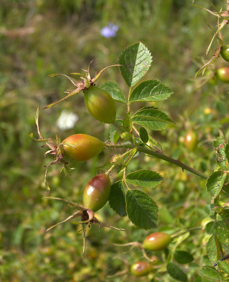 Изображение особи Rosa rubiginosa.