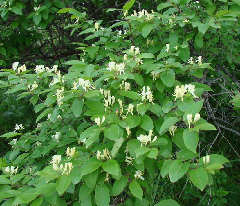 Изображение особи Lonicera japonica.