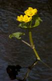 Caltha palustris