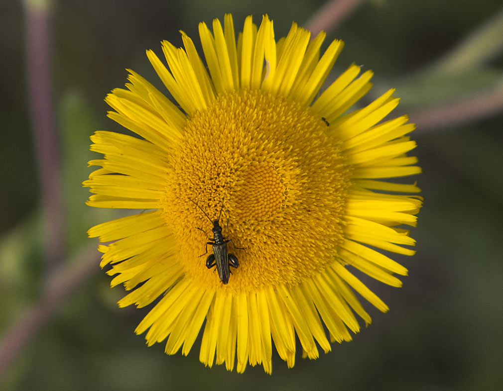 Image of Pulicaria odora specimen.