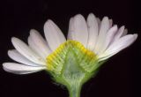 Bellis perennis