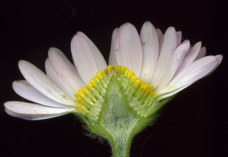 Image of Bellis perennis specimen.