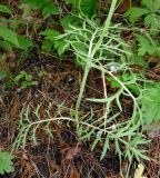 Scabiosa ochroleuca. Нижняя часть растения. Юг Красноярского края, окрестности г. Минусинск. Июль 2009 г.