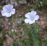 Linum squamulosum. Цветки и бутоны. Крым, ландшафтный заказник \"Мыс Айя\". Июнь 2004 г.