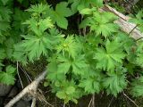 Trollius riederianus