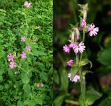 Melandrium dioicum