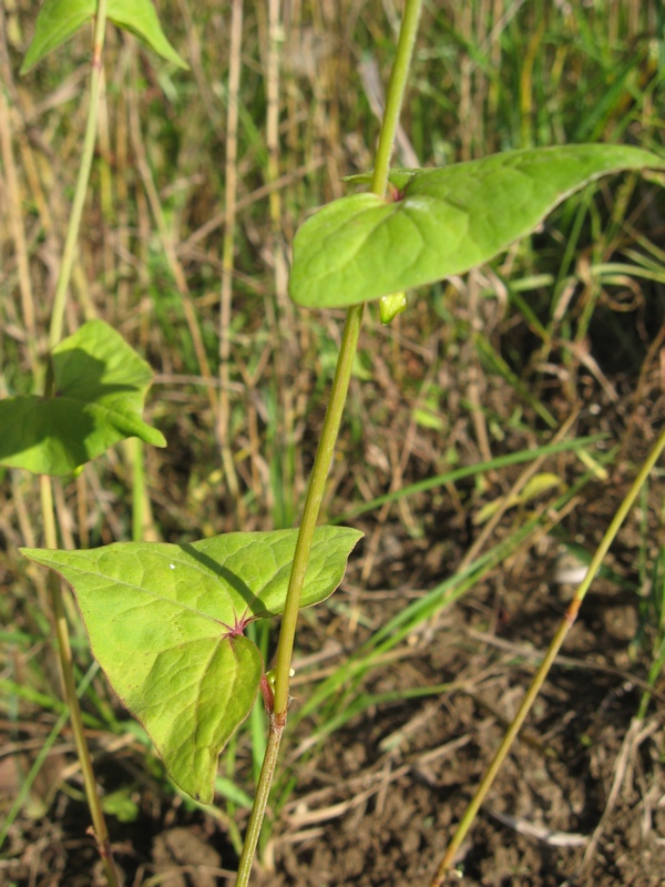 Image of Fagopyrum tataricum specimen.