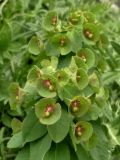 Euphorbia glaberrima