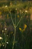 Scabiosa ochroleuca. Верхушка цветущего растения. Белгородская обл., пос. Борисовка, степь. 01.07.2009.