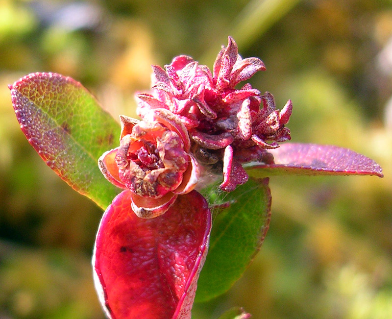 Изображение особи Chamaedaphne calyculata.