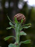 Grossheimia macrocephala. Верхушка зацветающего растения. Северная Карелия, ББС МГУ, в культуре. 14.09.2009.