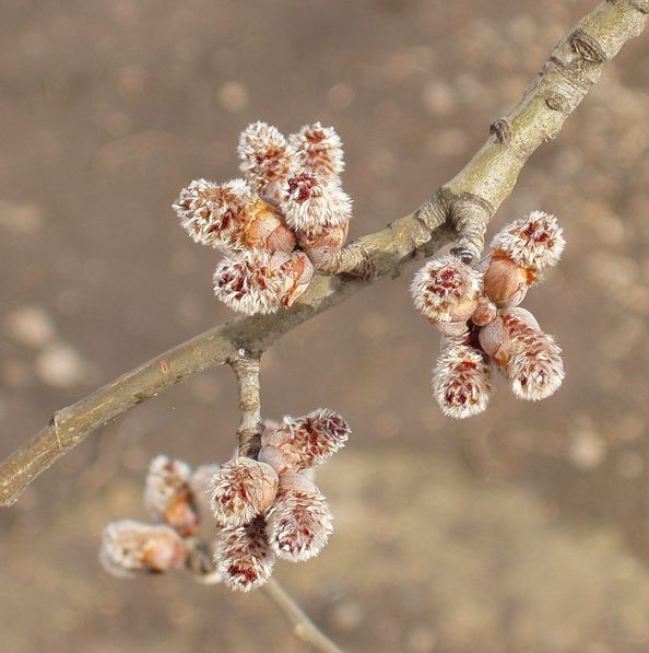 Image of genus Populus specimen.