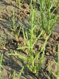 Salicornia perennans. Зелёное растение. Крым, северное Присивашье, начало июля.