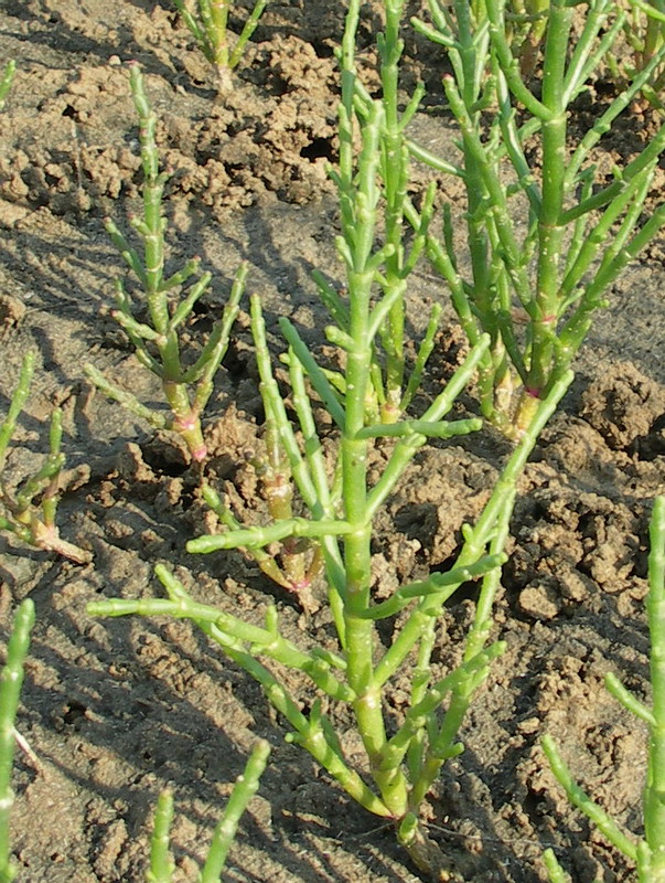 Изображение особи Salicornia perennans.