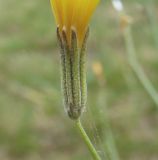 Chondrilla graminea