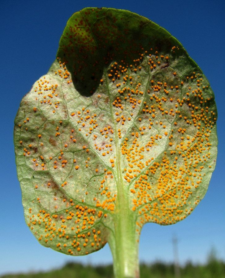 Image of Pyrola rotundifolia specimen.