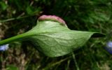 Valeriana alpestris