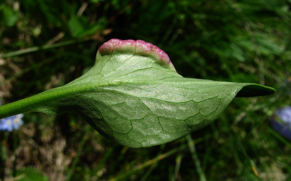 Изображение особи Valeriana alpestris.