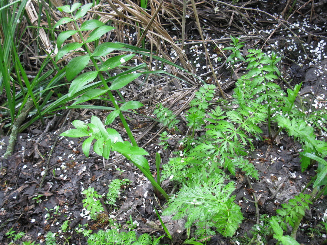 Изображение особи Sium latifolium.