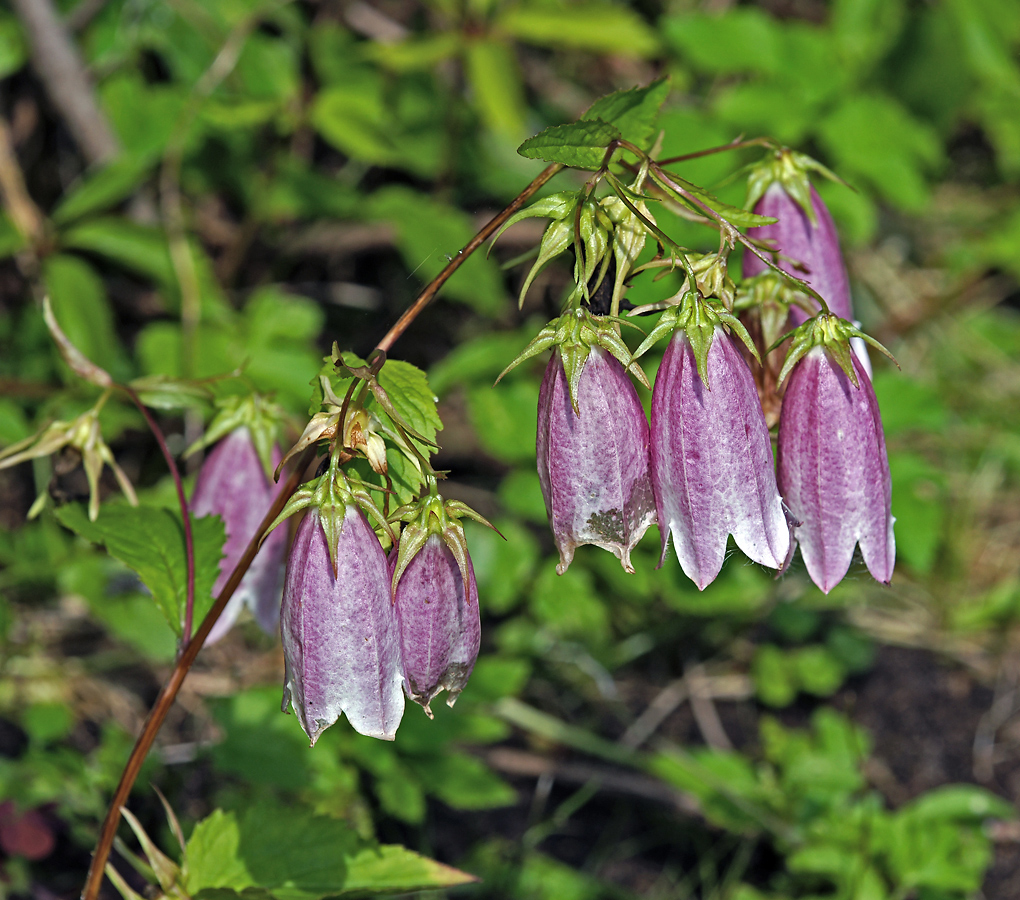 Image of Campanula takesimana specimen.