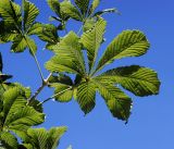 Aesculus hippocastanum