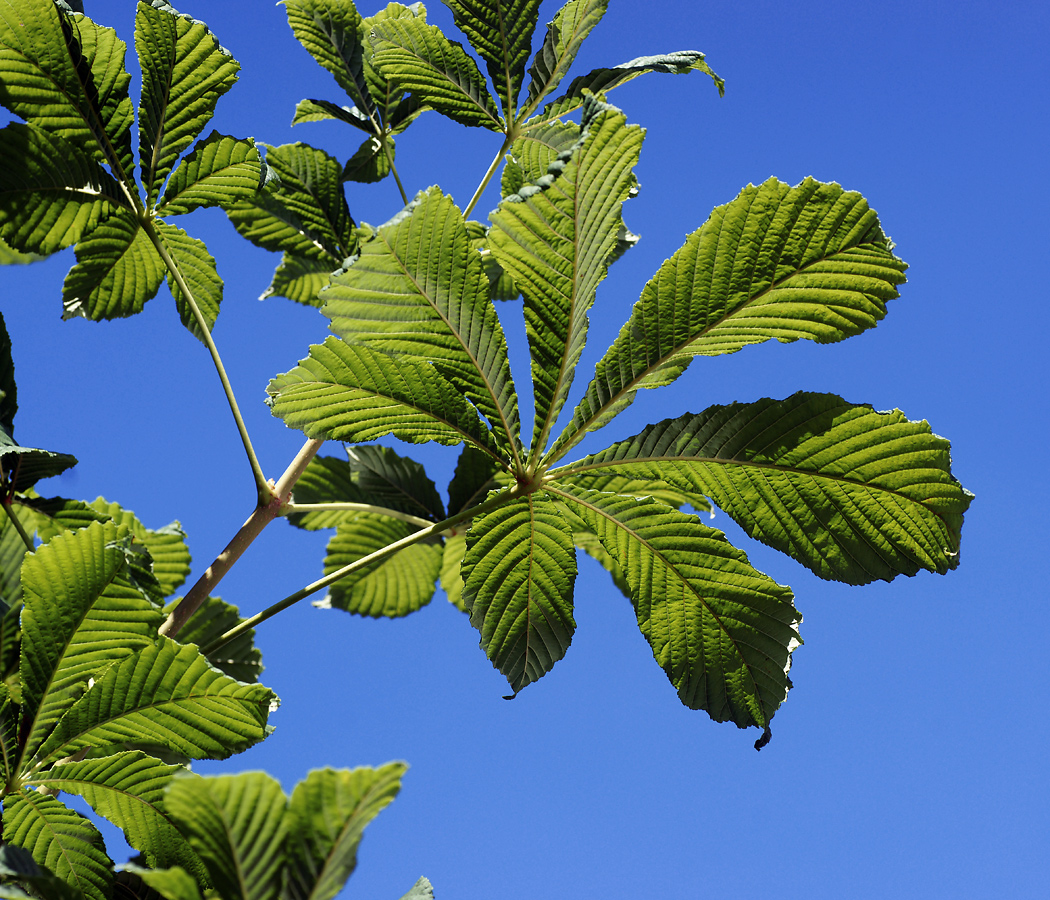 Изображение особи Aesculus hippocastanum.