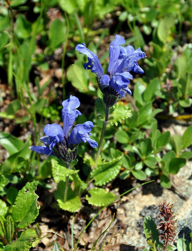 Image of Dracocephalum grandiflorum specimen.