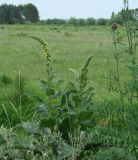 Verbascum nigrum. Расцветающее растение. Иркутская обл., Иркутский р-н, окр. с. Пивовариха, долина р. Ушаковка. 30.06.2014.