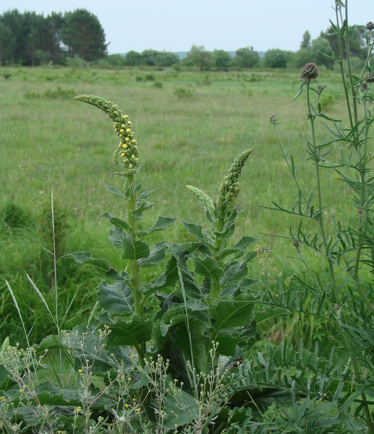 Изображение особи Verbascum nigrum.