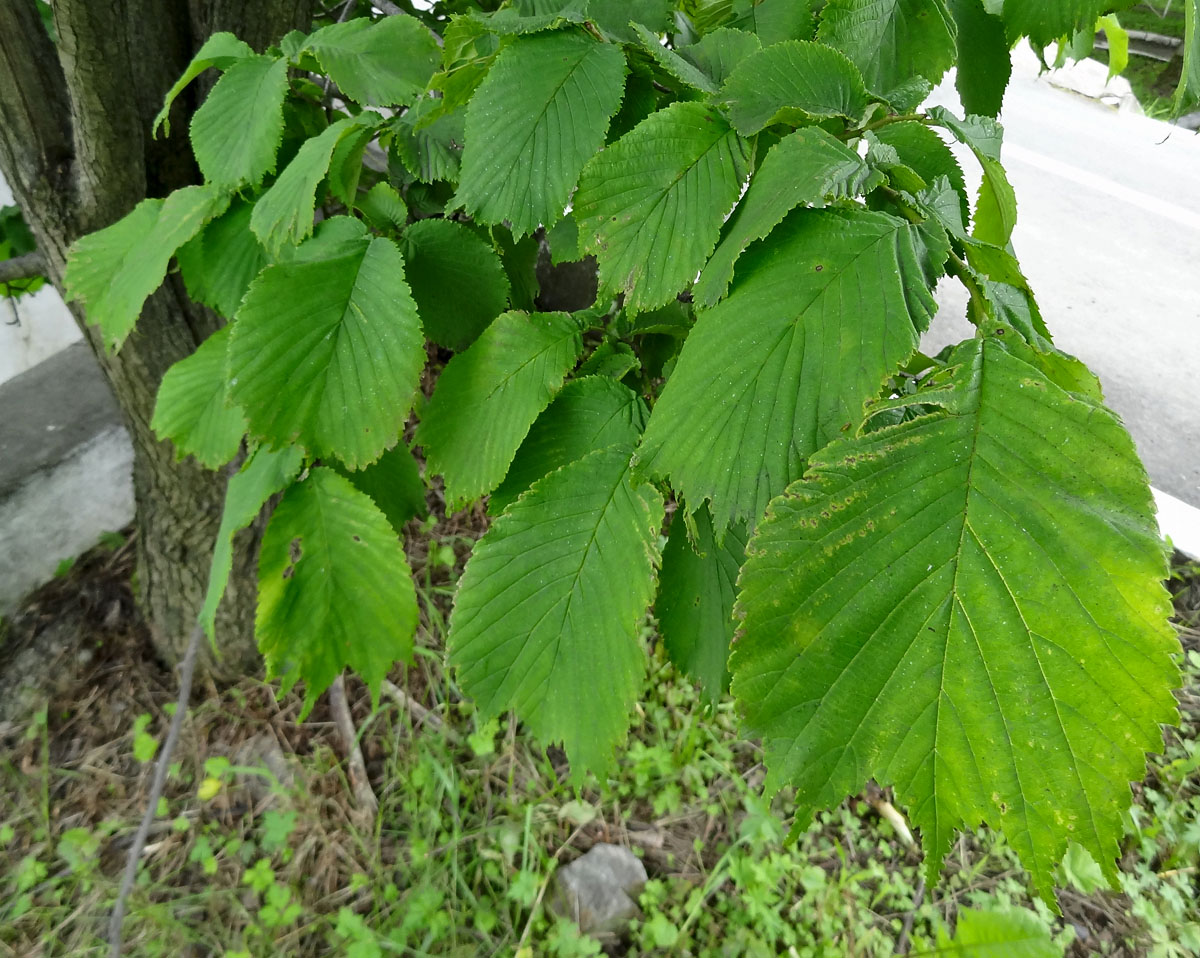 Изображение особи Ulmus laciniata.