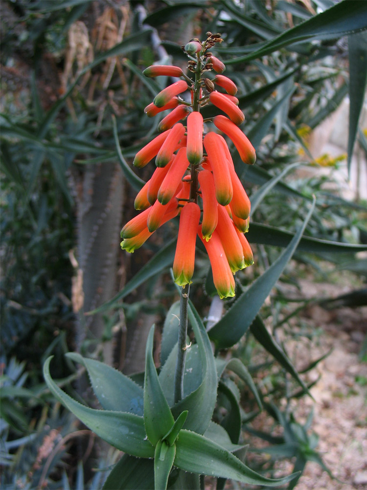 Image of Aloe ciliaris specimen.