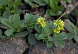 Sibbaldia procumbens. Цветущее растение. Бурятия, Байкальский заповедник, верхняя часть северного склона хр. Хамар-Дабан, окр. научного стационара \"Чум\", каменистый участок в подгольцовье. 29.07.2012.