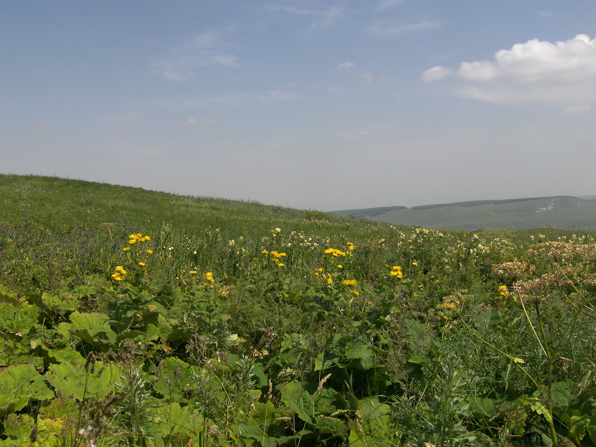 Изображение особи Inula helenium.