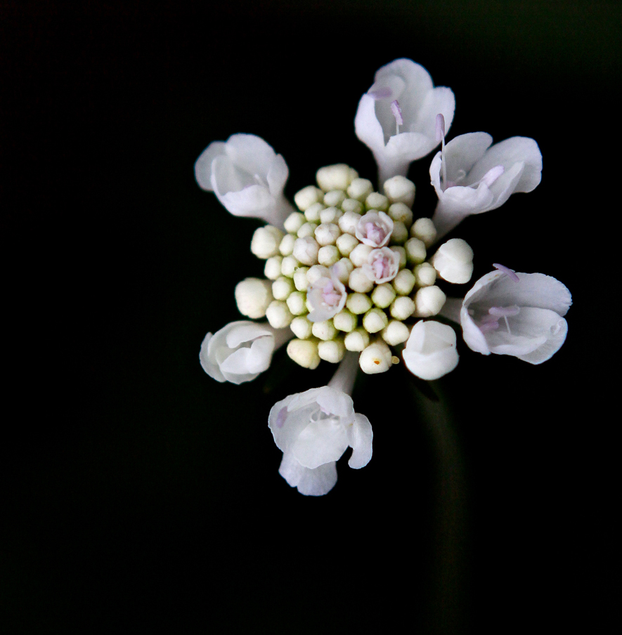 Изображение особи род Scabiosa.