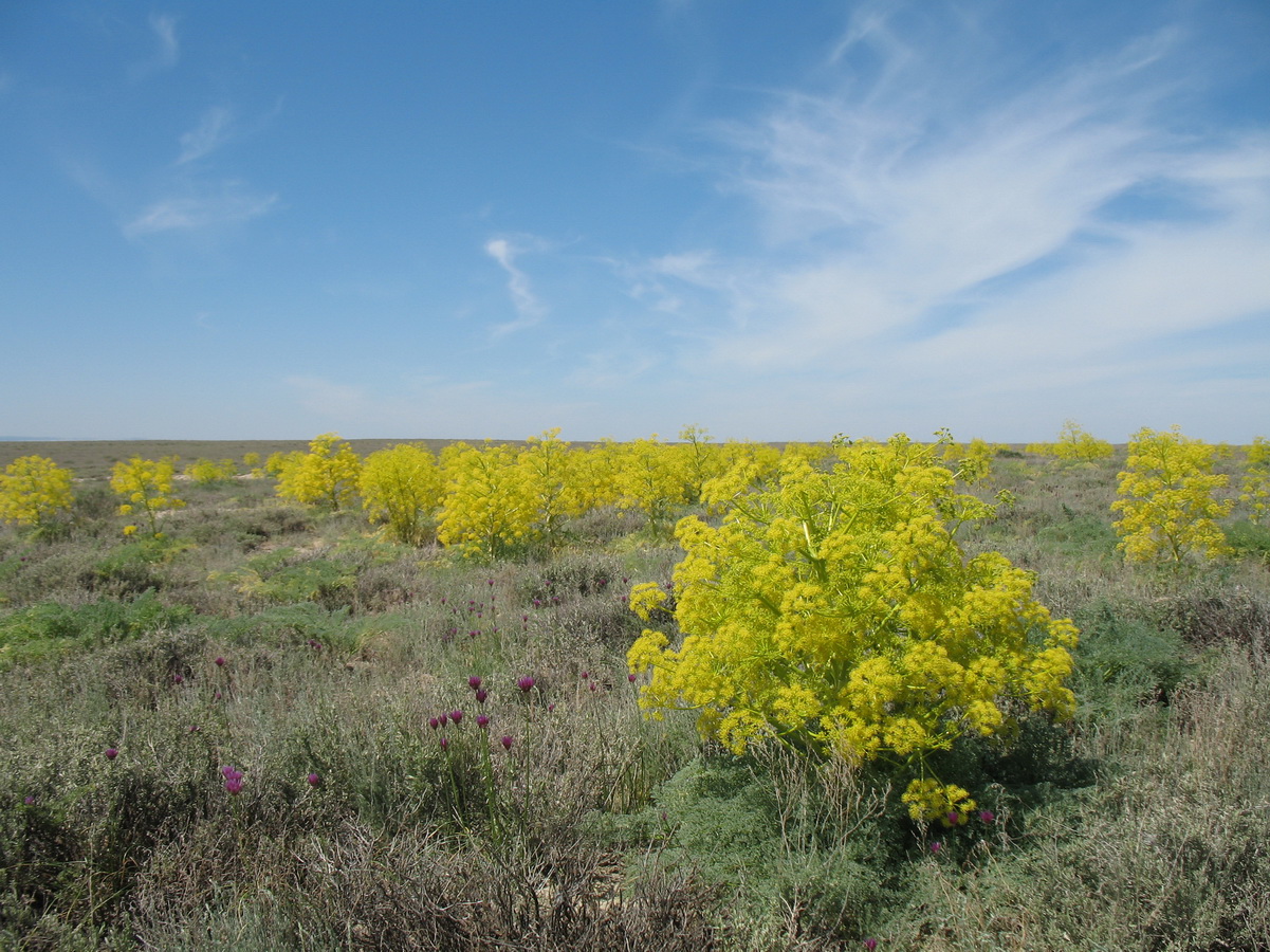 Изображение особи Ferula teterrima.