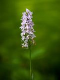 Dactylorhiza fuchsii. Соцветие. Пермский край, Чусовской р-н, пойма р. Койва, тенистый распадок в елово-пихтовом лесу. 04.07.2014.