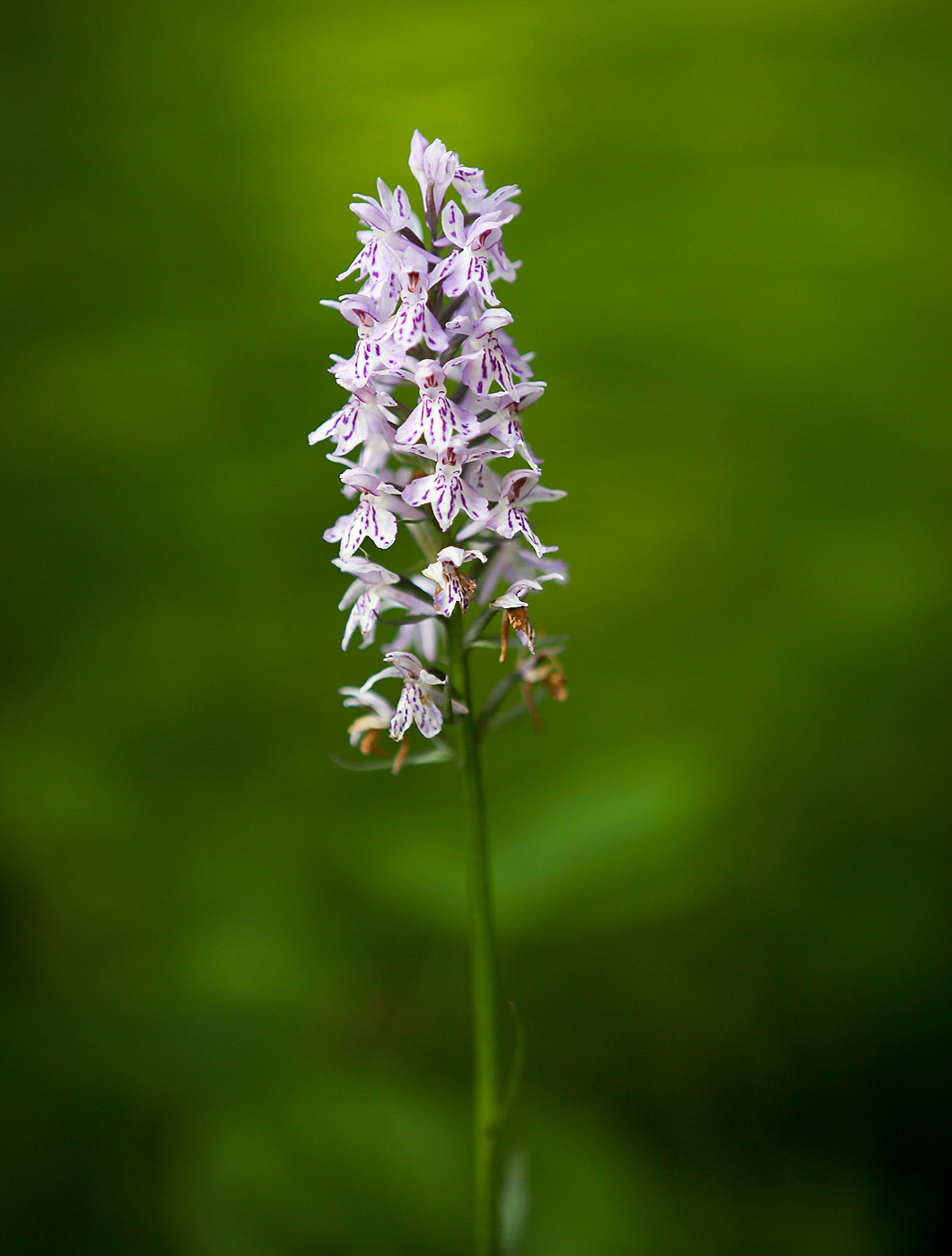 Изображение особи Dactylorhiza fuchsii.