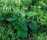 Valeriana alliariifolia. Расцветающие растения. Карачаево-Черкесия, окр. пос. Архыз, долина р. София, ≈ 1900 м н.у.м., опушка березняка. 18.06.2015.