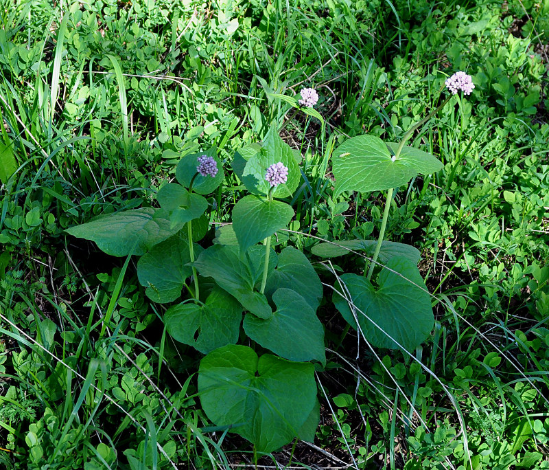 Image of Valeriana alliariifolia specimen.