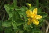 Hypericum maculatum. Верхушка растения с цветком и бутоном. Калужская обл., ст. Думиничи, используемый под выпас суходольный луг. 27.08.2009.