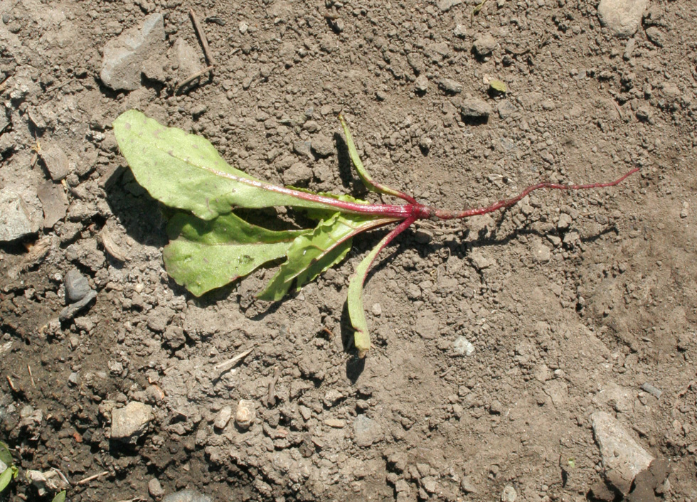 Image of Beta vulgaris specimen.